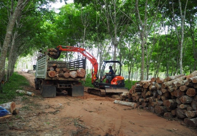 งานเกษตร คีบไม้ยางพารา