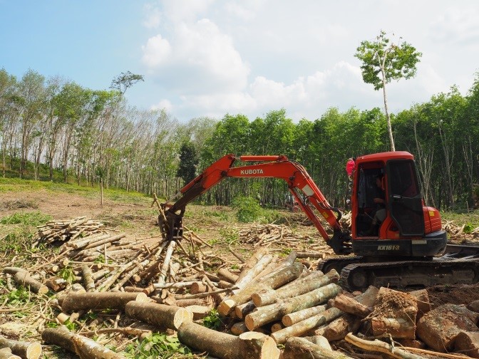 งานเกษตร คีบไม้ยางพารา