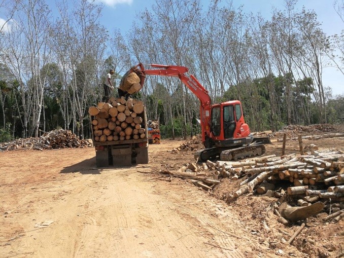 งานเกษตร คีบไม้ยางพารา