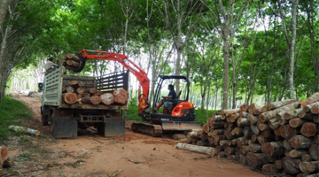 งานเกษตร คีบไม้ยางพารา